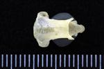 Common Goldeneye (Cervical Vertebrae 2 - Axis (Axial) - Dorsal)