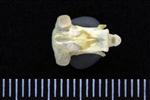 Common Goldeneye (Cervical Vertebrae 2 - Axis (Axial) - Ventral)