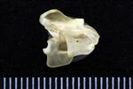 Common Goldeneye (Cervical Vertebrae 3 (Axial) - Right)