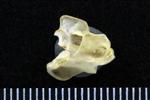 Common Goldeneye (Cervical Vertebrae 3 (Axial) - Left)