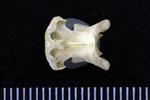Common Goldeneye (Cervical Vertebrae 3 (Axial) - Dorsal)
