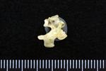 Common Goldeneye (Cervical Vertebrae Last (Axial) - Left)
