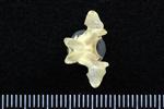Common Goldeneye (Cervical Vertebrae Last (Axial) - Dorsal)
