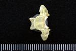 Common Goldeneye (Cervical Vertebrae Last (Axial) - Ventral)