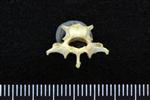 Common Goldeneye (Thoracic Vertebrae 1 (Axial) - Caudal)