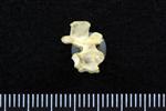 Common Goldeneye (Thoracic Vertebrae 1 (Axial) - Right)