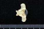 Common Goldeneye (Thoracic Vertebrae 1 (Axial) - Dorsal)