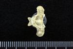 Common Goldeneye (Thoracic Vertebrae 1 (Axial) - Ventral)