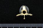 Common Goldeneye (Thoracic Vertebrae Middle (Axial) - Caudal)