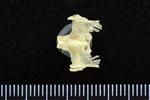 Common Goldeneye (Thoracic Vertebrae Middle (Axial) - Dorsal)
