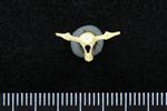 Common Goldeneye (Caudal Vertebrae Middle (Axial) - Caudal)