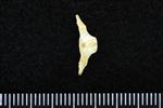 Common Goldeneye (Caudal Vertebrae Middle (Axial) - Dorsal)