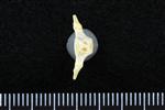 Common Goldeneye (Caudal Vertebrae Middle (Axial) - Ventral)