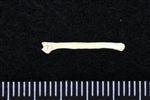 Common Goldeneye (Sternal Rib (Left) - Right)