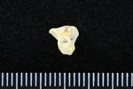 Common Goldeneye (Radial Carpal (Right) - Medial)