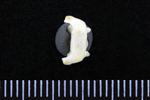 Mallard (Cervical Vertebrae 1 - Atlas (Axial) - Dorsal)