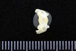 Mallard (Cervical Vertebrae 1 - Atlas (Axial) - Ventral)