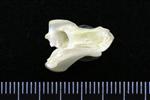 Mallard (Cervical Vertebrae 3 (Axial) - Left)