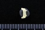 Northern Shoveler (Cervical Vertebrae 1 - Atlas (Axial) - Dorsal)
