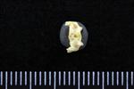 Northern Shoveler (Cervical Vertebrae 1 - Atlas (Axial) - Ventral)