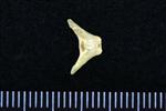 Northern Shoveler (Caudal Vertebrae Middle (Axial) - Dorsal)