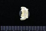Canvasback (Cervical Vertebrae 1 - Atlas (Axial) - Ventral)