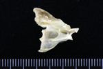 Canvasback (Cervical Vertebrae 2 - Axis (Axial) - Right)