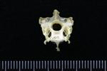 Canvasback (Cervical Vertebrae 3 (Axial) - Cranial)