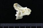 Canvasback (Cervical Vertebrae 3 (Axial) - Right)