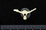 Canvasback (Caudal Vertebrae Middle (Axial) - Caudal)