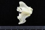 Arctic Loon (Cervical Vertebrae 2 - Axis (Axial) - Right)