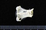 Arctic Loon (Cervical Vertebrae 2 - Axis (Axial) - Dorsal)