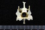 Arctic Loon (Cervical Vertebrae 3 (Axial) - Caudal)
