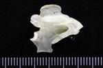 Arctic Loon (Cervical Vertebrae 3 (Axial) - Right)
