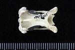 Arctic Loon (Cervical Vertebrae 3 (Axial) - Dorsal)