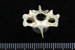 Arctic Loon (Cervical Vertebrae Last (Axial) - Cranial)