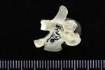 Arctic Loon (Cervical Vertebrae Last (Axial) - Left)