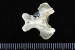 Arctic Loon (Cervical Vertebrae Last (Axial) - Dorsal)