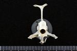 Arctic Loon (Thoracic Vertebrae Middle (Axial) - Caudal)