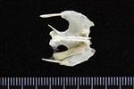 Arctic Loon (Thoracic Vertebrae Middle (Axial) - Dorsal)