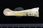Canada Goose (Digit 3, Phalanx 1 (Right) - Lateral)