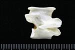 Great Blue Heron (Cervical Vertebrae Last (Axial) - Right)