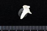 Great Blue Heron (Caudal Vertebrae Middle (Axial) - Right)