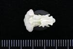 Greater Scaup (Cervical Vertebrae 2 - Axis (Axial) - Ventral)
