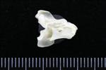 Greater Scaup (Cervical Vertebrae 3 (Axial) - Right)