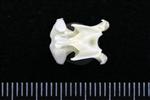 Greater Scaup (Cervical Vertebrae 3 (Axial) - Ventral)