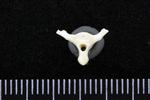 Greater Scaup (Caudal Vertebrae Middle (Axial) - Caudal)