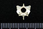 Northern Fulmar (Cervical Vertebrae 3 (Axial) - Cranial)