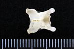 Northern Fulmar (Cervical Vertebrae 3 (Axial) - Dorsal)