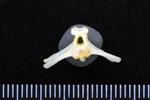 Great Blue Heron (Caudal Vertebrae Middle (Axial) - Cranial)